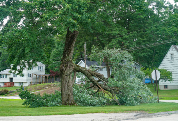 Best Seasonal Cleanup (Spring/Fall)  in Westfield, MA