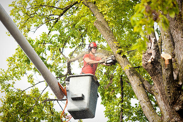 Best Storm Damage Tree Cleanup  in Westfield, MA